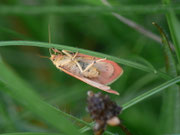 Miltochrista miniata (Rosaroter Flechtenbär) / CH BE Hasliberg 1050 m, 16. 07. 2012