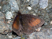 Erebia mnestra (Blindpunkt-Mohrenfalter) / CH VS Mattmark-Stausee 2190 m, 09. 08. 2010