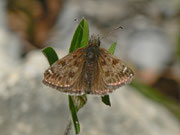 Erynnis tages (Dunkler Dickkopffalter) / CH BE Hasliberg 1070 m, 05. 06. 2013