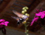 Macroglossum stellatarum (Taubenschwänzchen) / CH BE Hasliberg 1050 m, 19. 07. 2008