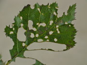 Venusia cambrica Frasspuren der Raupe an Alnus viridis