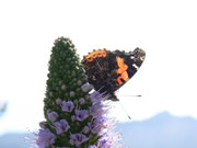 Vanessa vulcania (Indischer Admiral) / Spanien Kan. Inseln Tenerife El Palmar Teno Alto Cumbre de Baracán 824 m, 18. 01. 2013