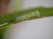 Lasiommata maera (Braunauge, junge Raupe) / CH BE Hasliberg 1050 m, 03. 09. 2014