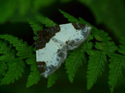Mesoleuca albicillata (Brombeeer-Blattspanner) / CH BE Reichenbach i.K., Faltschen, Bawald 1565 m, 30. 06. 2020 