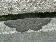 Gnophos furvata (Grosser Steinspanner) / CH VS Val d'Anniviers, Zinal, Barneuza Alpage 2203 m, 04. 07. 2011