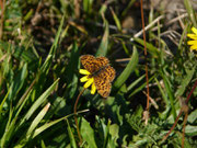Boloria dia (Magerrasen-Perlmuttfalter) / CH BE Lütschental, Burglauenen, Schärmatta 1202 m, 23. 08. 2022