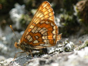 Euphydryas intermedia (Amur-Scheckenfalter) / CH UR Meiental Färnigen 1467 m, 22. 07. 2013