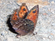 Erebia montana / CH VS Laggintal 1530 m, 20. 07. 2009