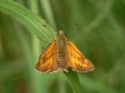 Ochlodes sylvanus (Rostfarbiger Dickkopffalter, Weibchen) / CH BE Hasiberg 1240 m, 04. 08. 2014