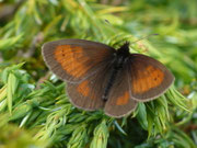 Erebia mnestra / CH VS Augstbordhorn 2228 m, 03. 07. 2025