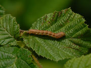 Erannis defoliaria (Grosser Frostspanner, an Corylus avellana) / CH BE Hasliberg 1060 m, 17. 06. 2016,