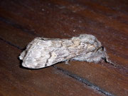 Calliteara fortunata / España Kan. Inseln, La Palma, Fuencaliente 50 m, 26. 01. 2010