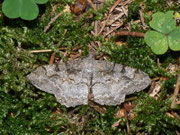 Alcis repandata (Braunmarmorierter Baumspanner) / CH UR Brunnital 1100 m, 15. 07. 2013