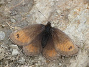 Erebia mnestra (Blindpunkt-Mohrenfalter) / CH VS Val d'Anniviers, Lac de Moiry, Le Louché 2470 m, 17. 07. 2017