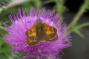 Ochlodes sylvanus (Rostfarbiger Dickkopffalter, Weibchen) / CH BE Hasiberg 1050 m, 02. 08. 2006