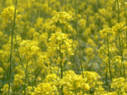 Brassica napus (Raps) / Brassicaceae