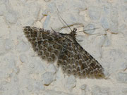 Alucita spec. /  ALUCITIDAE (Federgeistchen)