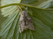 Calliteara pudibunda (Buchen-Streckfuss, Rotschwanz, Männchen) / CH BE Hasliberg 1050 m, 06. 05. 2015