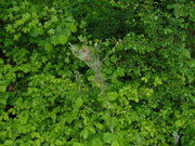 Yponomeuta cagnagella / CH LU Büron, Müliweier 575 m, 16. 05. 2026