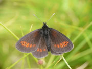 Erebia melampus (Kleiner Mohrenfalter) CH TI Serravalle Alpe di Prou 2000 m, 27. 07. 2017