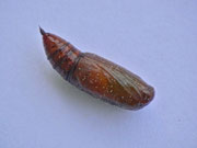 Alcis repandata (Braunmarmorierter Baumspanner, Puppe aus gezüchteter Raupe / CH BE Hasliberg 1070 m, 18. 06. 2013