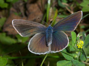 Polyommatus semiargus (Violetter Waldbläuling, Weibchen) / CH ZH Regensberg 600 m, 13. 07. 2009