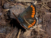 Aricia cramera / LYCAENIDAE/Polyommatini (Bläulinge)