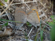 Lycaena phlaeas phlaeoides (Kleiner Feuerfalter) / CH TI Gudo 240 m, 01. 04. 2015