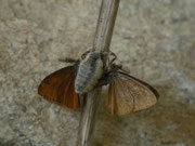 Orgyia antiqua (Schlehen-Bürstenspinner) / CH BE Hasliberg 1060 m, 01. 07. 2018. Mehrere Männchen versuchten eine Paarung mit dem Weibchen. Hier ein Ringen von zwei Männchen um das Weibchen.