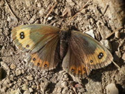 Erebia montana (Weibchen) / CH VS Saas-Grund 1640 m, 07. 09. 2017