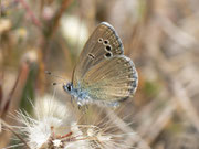 Glaucopsyche melanops / E Andalusien, Almeria, Sierra de los Filabres, Ermita de Monteagud  1301 m, 03. 05. 2012