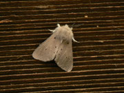 Diaphora mendica f. binaghii (Graubär, Männchen) / CH BE Hasliberg Brünig Bhf. 1008 m, 03. 06. 2016