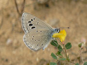 Glaucopsyche melanops (Männchen, derselbe Falter wie vorher) / E Aragonien, Huesca-Fraga, Villanueva de Sigena, Monasterio de Santa Maria de Sigena, Rio Alcanadre 196 m, 08. 05. 2012