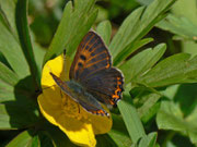 Lycaena helle (Blauschillernder Feuerfalter) / CH VD Pays d'Enhaut, Château d'Oex, Les Trois Fénils 1322 m, 14. 04. 2014