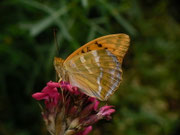 Argynnis paphia (Kaisermantel, Weibchen) / CH BE Hasliberg 1070 m, 30. 06. 2014