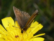 Erebia pandrose (Graubrauner Mohrenfalter) / CH VS Mattmark-Stausee 210 m, 09. 08. 2010