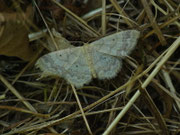 Idaea biselata (Breitgesäumter Zwergspanner) / CH TI Faido, Chironico, Valle 937 m, 17. 07. 2025