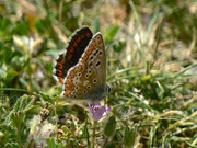 Aricia cramera / E Andalusien, Granada-Lanjarón-Pampaneira, Sierra Nevada Nationalpark, Alpujarra 1200 m, 26. 04. 2012