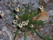 Plantaga lanceolota (Spitzwegerich) / Plantaginaceae