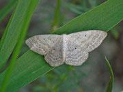 Scopula incanata (Weissgrauer Kleinspanner) / CH BE Hasliberg 1150 m, 09. 07. 2013