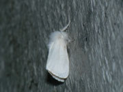 Euproctis chrysorrhoea (Dunkler Goldafter) / CH FR Düdingen (Autorastplatz), 09. 07. 2012