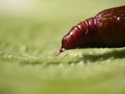 Kremaster von Ematurga atomaria