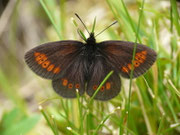 Erebia melampus (Kleiner Mohrenfalter) CH UR Meiental, Gitzichrummenflue 1613 m, 13. 07. 2017
