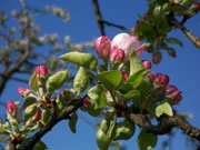 Malus domestica (Apfelbaum) /ROSACEAE