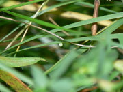 Erebia aethiops (Graubindiger Mohrenfalter, Ei) / CH BE Hasliberg 1050 m, 26. 07. 2011