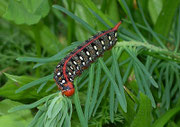 Hyles euphorbiae (Wolfsmilchschwärmer)