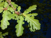 Quercus robur (Stieleiche) / Fagaceae
