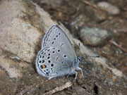 Plebejus optilete (Moor-Heidelbeer-Bläuling) / CH VS Lötschental, 16 07. 2007