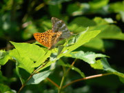 Argynnis paphia (Kaisermantel, Männchen) / CH BE Hasliberg 1200 m, 31. 07. 2010