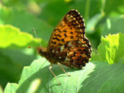 Boloria titania cypris (Natterwurz-Perlmuttfalter) / CH VS Col de Verne 1650 m, 09. 07. 2012